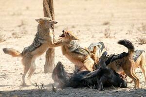 jakals às kgalagadi transfronteiriço parque, sul África foto