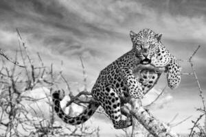 uma leopardo é sentado em uma ramo dentro Preto e branco foto