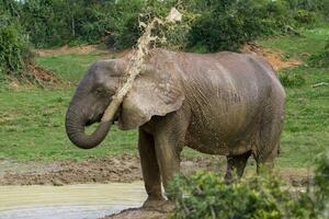 elefantes às addo nacional parque, sul África foto