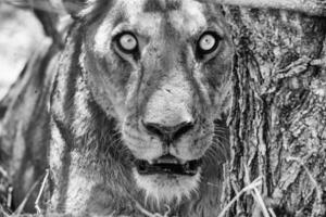 uma Preto e branco foto do uma leão