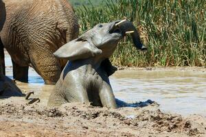 elefantes dentro addo nacional parque, sul África foto
