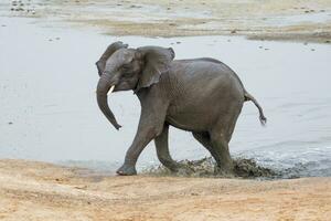 elefantes às hwange nacional parque, Zimbábue foto