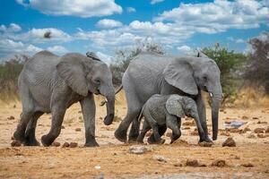 elefante às Etosha nacional parque, Namíbia foto