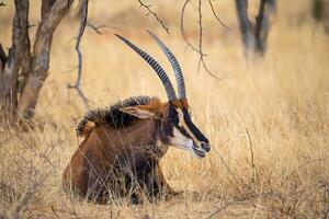 zibelina antílope às Kruger nacional parque foto