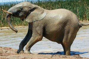 elefante dentro etosa nacional parque, Namíbia foto