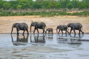 elefantes às hwange nacional parque, Zimbábue foto