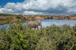 elefantes às addo nacional parque, sul África foto