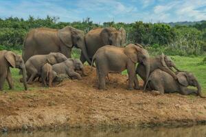 elefantes às addo nacional parque, sul África foto