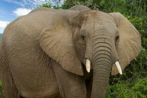 elefantes às addo nacional parque, sul África foto