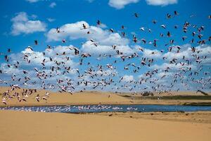 flamingos às pássaro paraíso, walvis baía, Namíbia foto