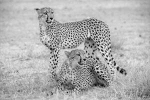 dois guepardo em pé dentro a grama, 1 é olhando às a Câmera foto