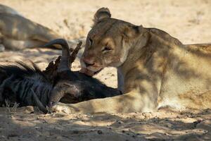 leões dentro a kgalagadi transfronteiriço parque, sul África foto