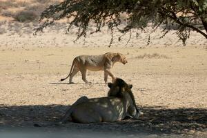 leões dentro a kgalagadi transfronteiriço parque, sul África foto
