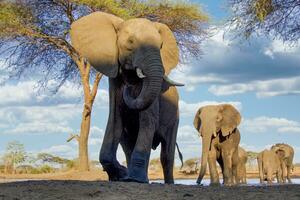elefante às Chobe nacional parque, botsuana foto