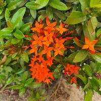 fofa e colorida flores com verde folhas dentro uma tropical país. foto