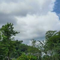 nuvens atrás flores com verde folhas dentro uma tropical país. foto