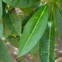 verde folhas dentro uma tropical país debaixo a quente Sol. foto