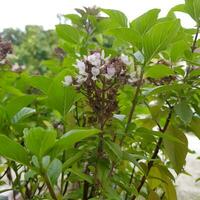 fofa e colorida flores com verde folhas dentro uma tropical país. foto