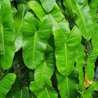 uma pequeno plantar com verde folhas dentro uma tropical país. foto