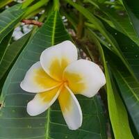 fofa e colorida flor com verde folhas dentro uma tropical país. foto