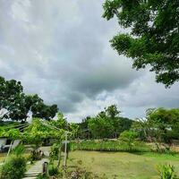 nuvens atrás flores com verde folhas dentro uma tropical país. foto