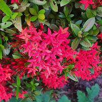 fofa e colorida flor com verde folhas dentro uma tropical país. foto