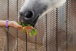 meninas mão alimentação e animal cavalos nariz fechar acima foto