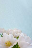 branco tulipa em uma azul fundo foto