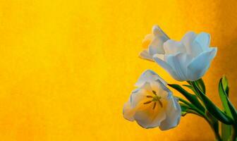 branco tulipa em uma laranja fundo foto