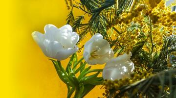 branco tulipa e mimosa em uma laranja fundo foto