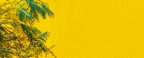 amarelo bandeira com mimosa galhos em a esquerda foto