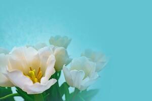 branco tulipa em uma azul fundo foto