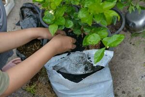 mulher plantio plantas dentro Preto plástico panelas usar a solo para plantio árvores foto