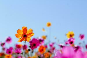 a cosmos flor fundo dentro a jardim é plantado Como a ornamental plantar para Essa quem gostar para levar As fotos com cosmos flores para levar uma memorial foto dentro a grande campo do cosmos flores