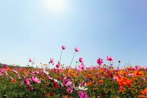 a cosmos flor fundo dentro a jardim é plantado Como a ornamental plantar para Essa quem gostar para levar As fotos com cosmos flores para levar uma memorial foto dentro a grande campo do cosmos flores