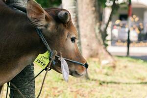 Castanho vaca para qurban ou sacrifício festival muçulmano evento dentro Vila com verde Relva foto