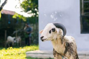 branco bode ou ovelha para qurban ou sacrifício festival muçulmano evento dentro Vila com verde Relva foto