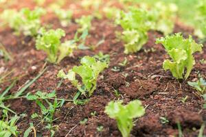 campo vegetal alface fresco orgânico Fazenda. fechar acima hidropônico vegetal plantação verde salada cultivar Fazenda. foto