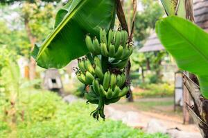 banana árvore com uma grupo do crescendo bananas .verde bananas em uma árvore. plantação chuva floresta fundo foto