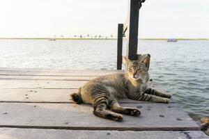 uma gato é vagaroso relaxante em uma de madeira ponte de a praia, esperando para a pôr do sol. foto