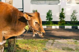 Castanho vaca para qurban ou sacrifício festival muçulmano evento dentro Vila com verde Relva foto