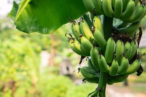 banana árvore com uma grupo do crescendo bananas .verde bananas em uma árvore. plantação chuva floresta fundo foto