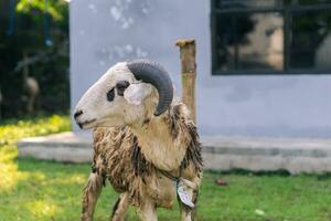 branco bode ou ovelha para qurban ou sacrifício festival muçulmano evento dentro Vila com verde Relva foto