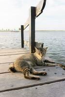 uma gato é vagaroso relaxante em uma de madeira ponte de a praia, esperando para a pôr do sol. foto