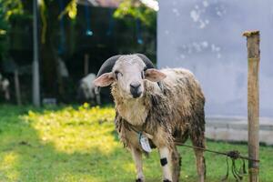 branco bode ou ovelha para qurban ou sacrifício festival muçulmano evento dentro Vila com verde Relva foto