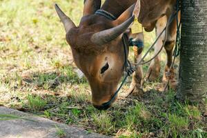 Castanho vaca para qurban ou sacrifício festival muçulmano evento dentro Vila com verde Relva foto