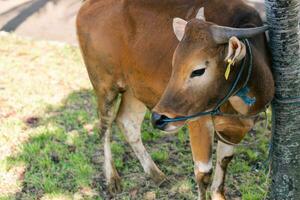 Castanho vaca para qurban ou sacrifício festival muçulmano evento dentro Vila com verde Relva foto