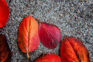 fechar-se natural outono outono Visão do vermelho laranja folha deitado baixa em calçada terra fundo dentro jardim ou parque. inspirado natureza Outubro ou setembro papel de parede. mudança do temporadas conceito. foto