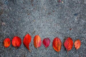 fechar-se natural outono outono Visão do vermelho laranja folha deitado baixa em calçada terra fundo dentro jardim ou parque. inspirado natureza Outubro ou setembro papel de parede. mudança do temporadas conceito. foto