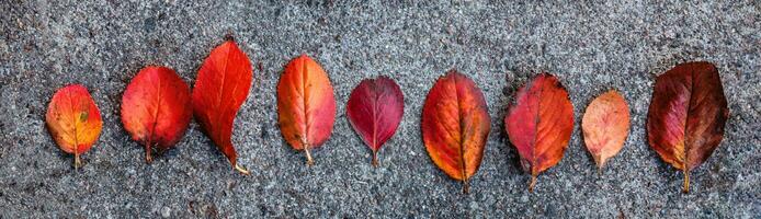 fechar-se natural outono outono Visão do vermelho laranja folha deitado baixa em calçada terra fundo dentro jardim ou parque. inspirado natureza Outubro ou setembro papel de parede. mudança do temporadas conceito. bandeira. foto